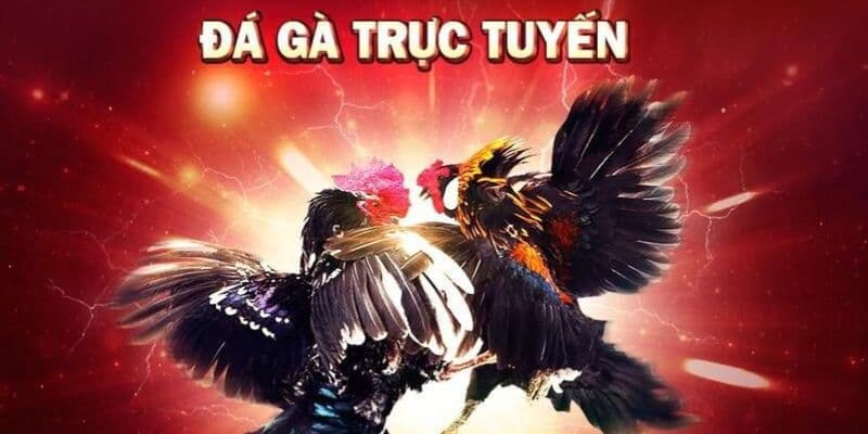 Đá gà trực tuyến 23win